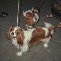339-25- 199908 Sedalia Dog Show